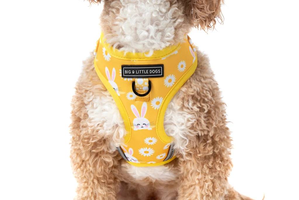 show me dog clothes