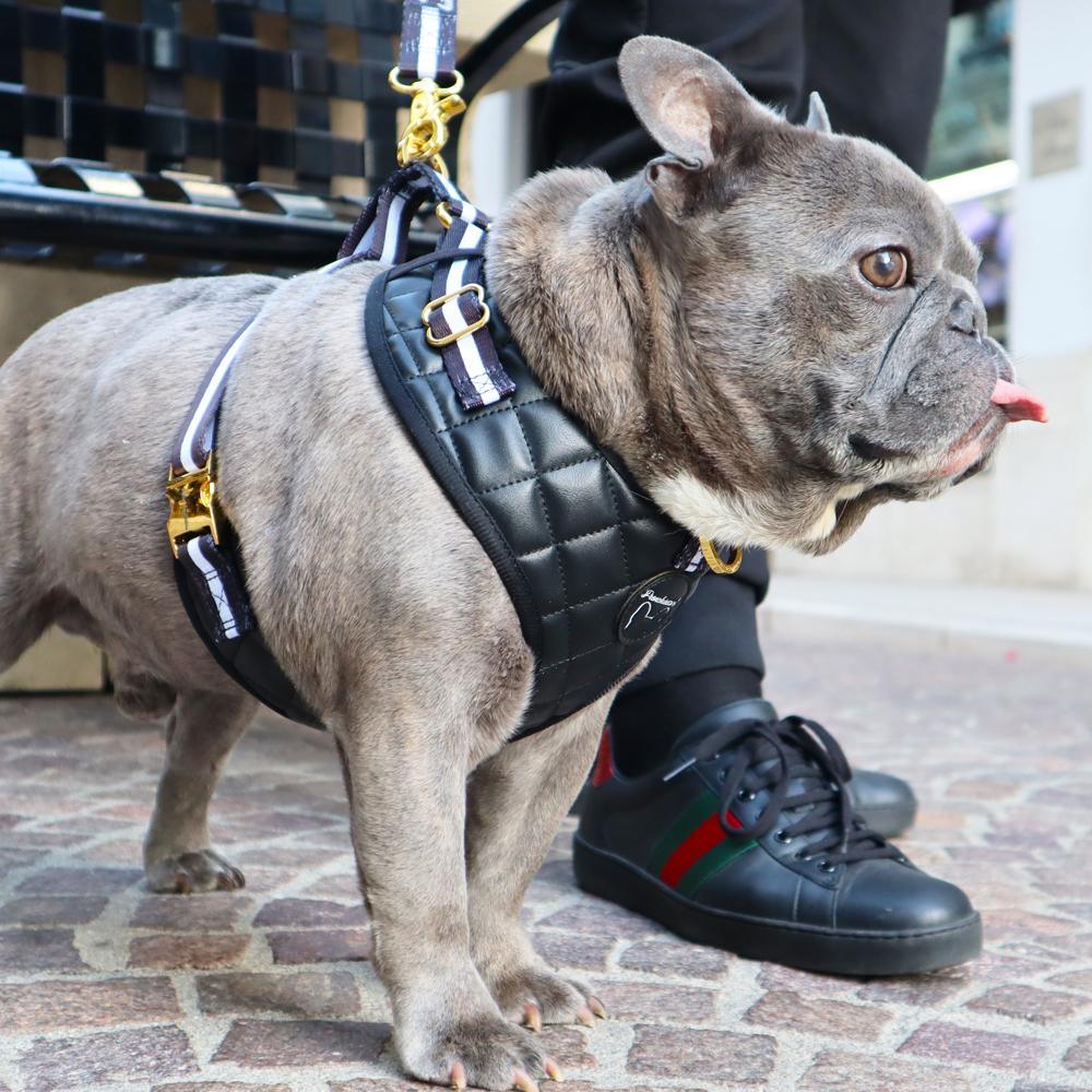 bulldog leather harness
