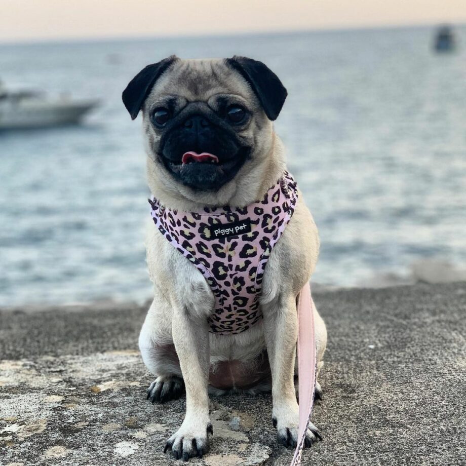 Lux Leopard Adjustable H Harness
