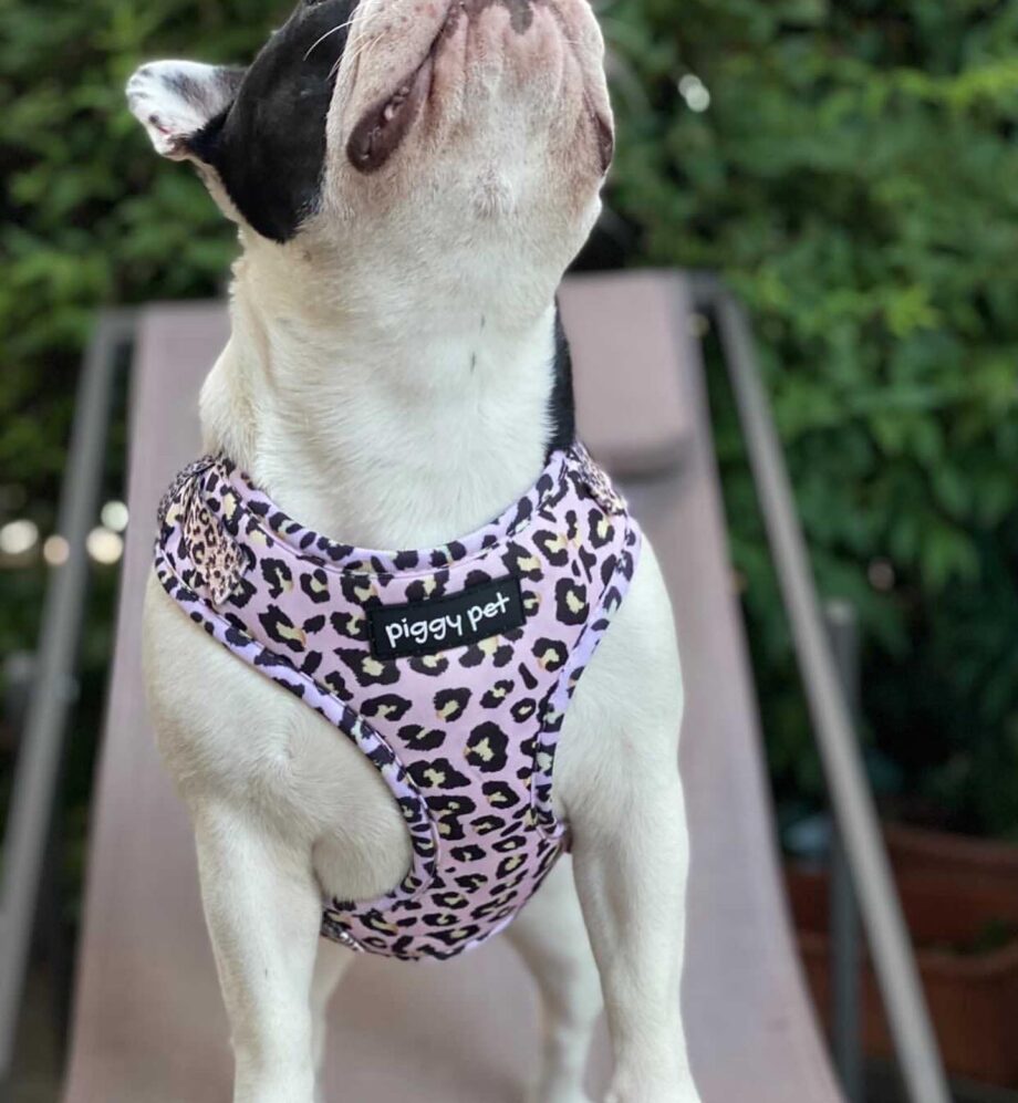 Lux Leopard Adjustable H Harness