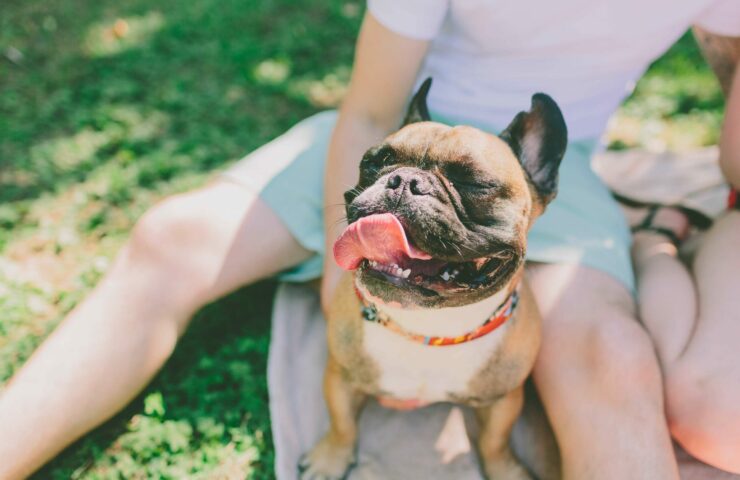 a-happy-french-bulldog-smiling-in-the-sun-BX6XLD5 (1)