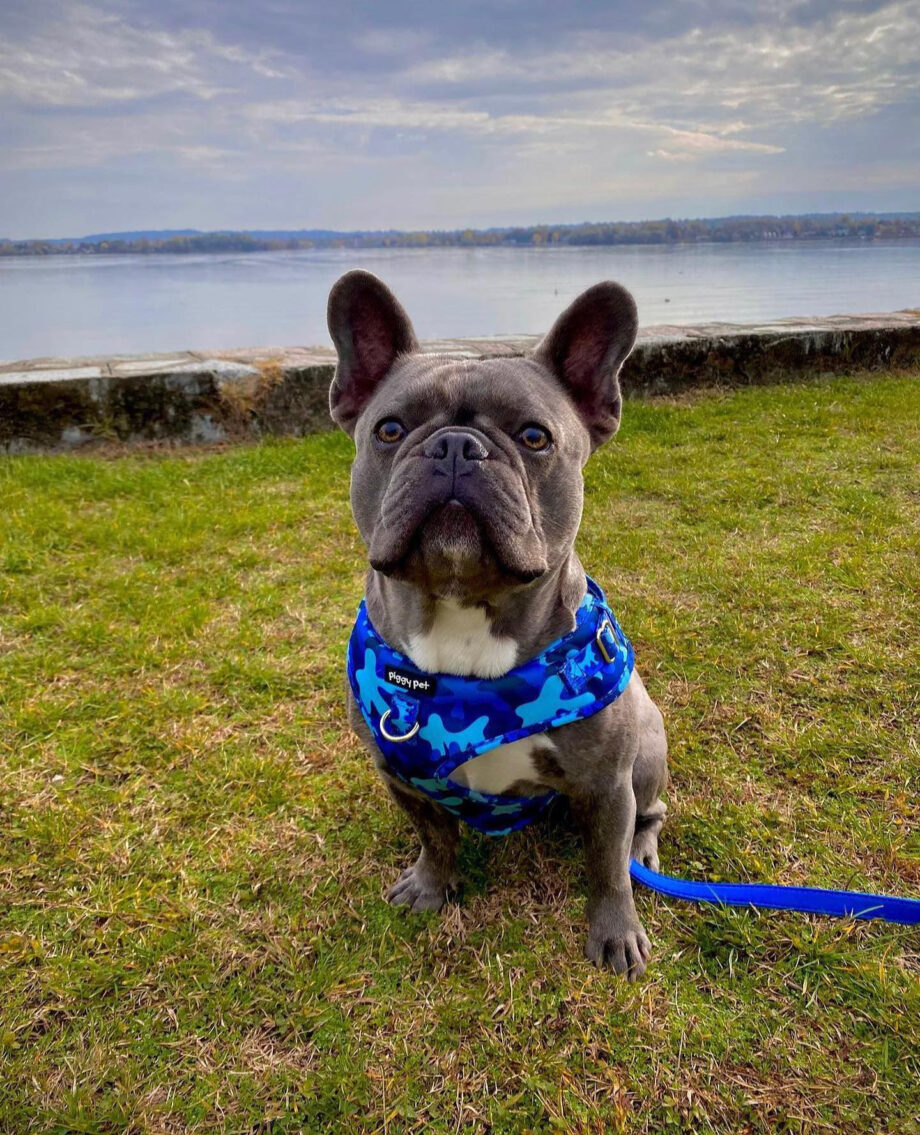 Set Pettorina ad H Regolabile e Guinzaglio Blue Camo