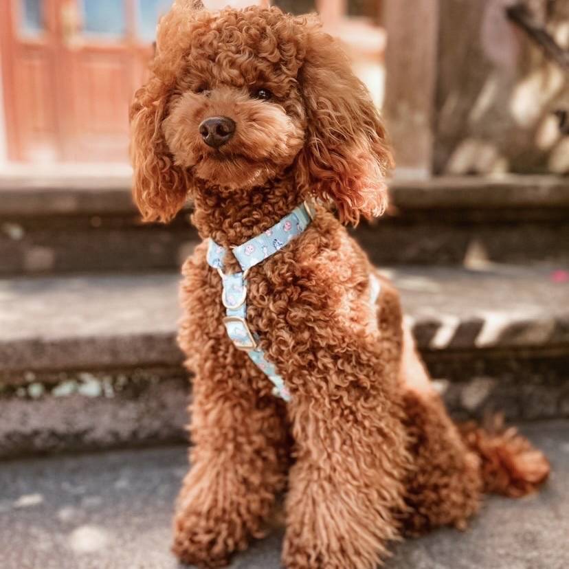 barbone nano
