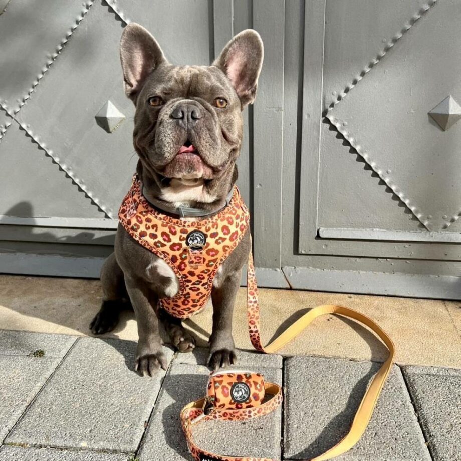 Adjustable H Harness and Wild Safari Leash Set