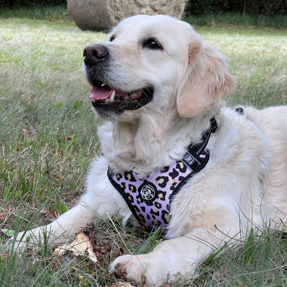 Harness with Lux Leopard handle