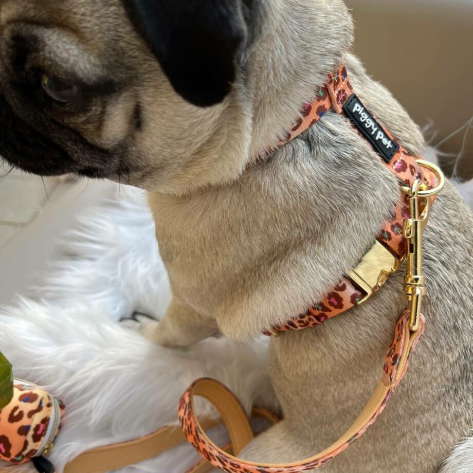 Harness to H Wild Safari