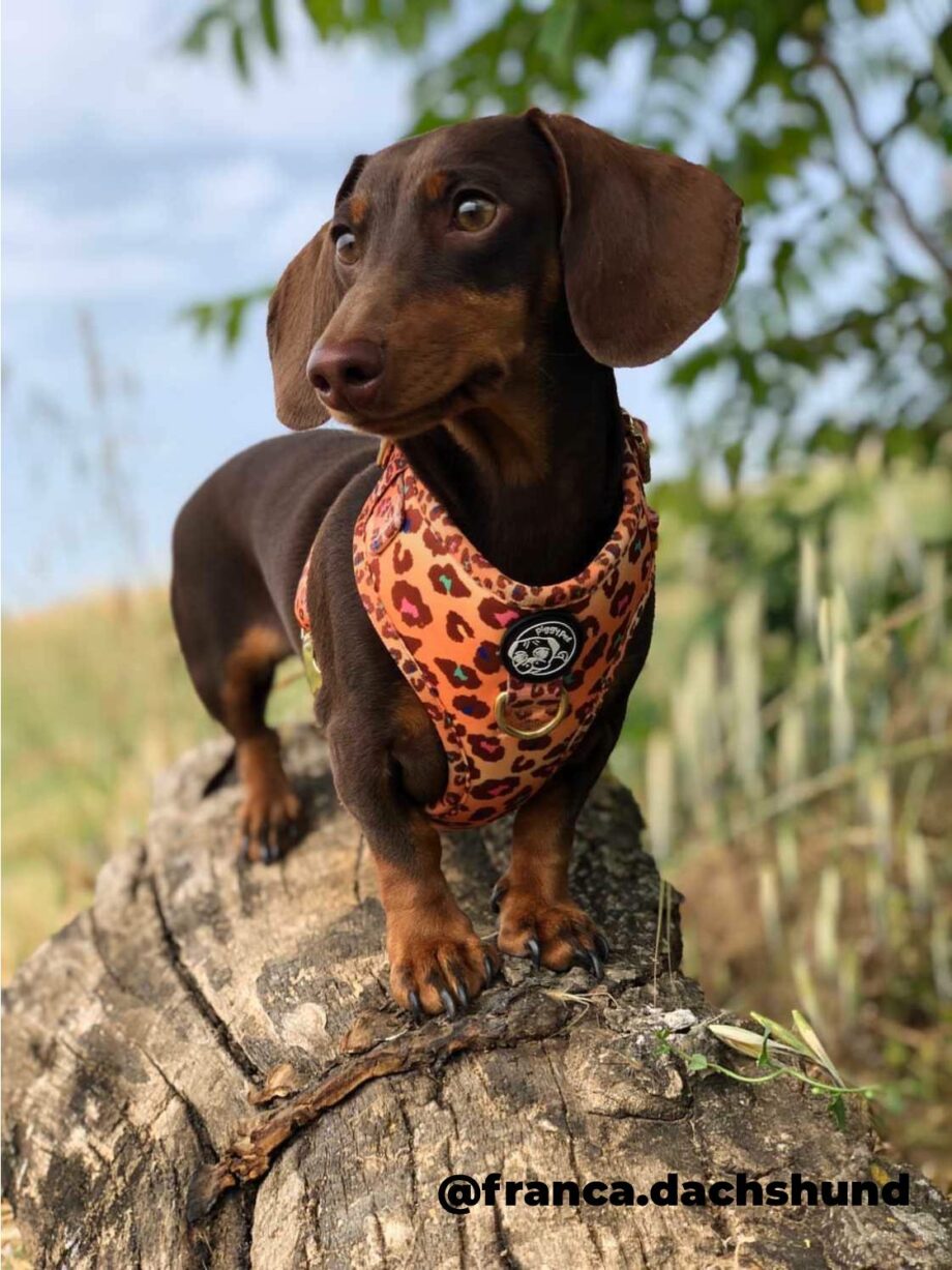 Adjustable H Harness and Wild Safari Leash Set