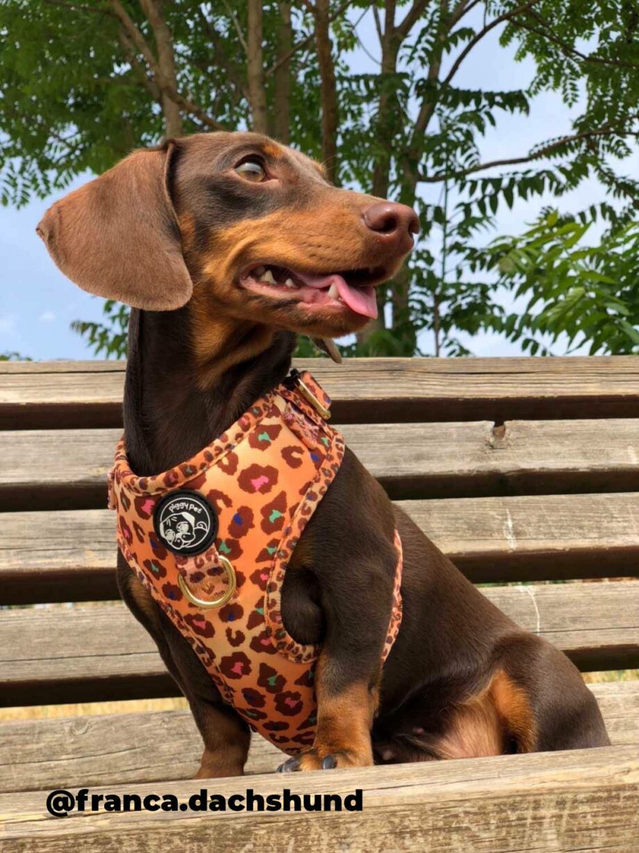 Adjustable H Harness and Wild Safari Leash Set