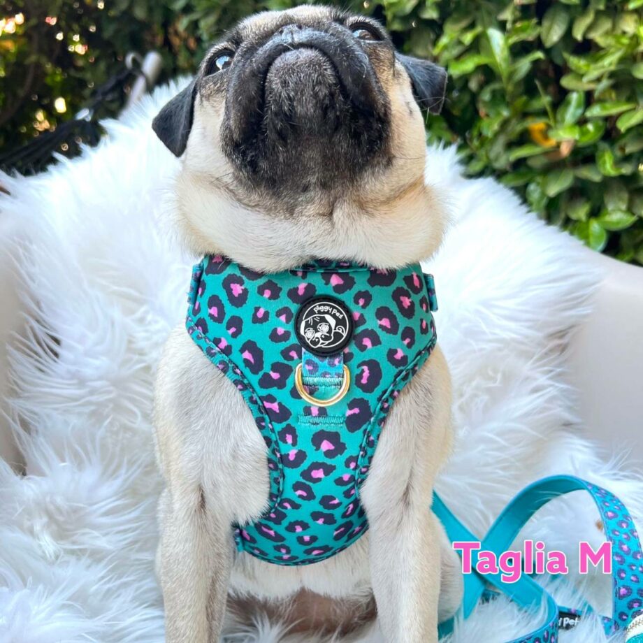 Set Pettorina ad H Regolabile e Guinzaglio Aqua Leopard