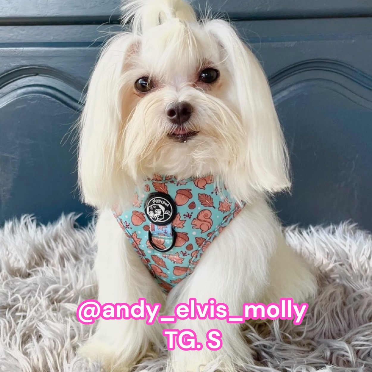 Bassotto Tedesco - Porta Guinzaglio E/o Chiavi Personalizzato Con Il