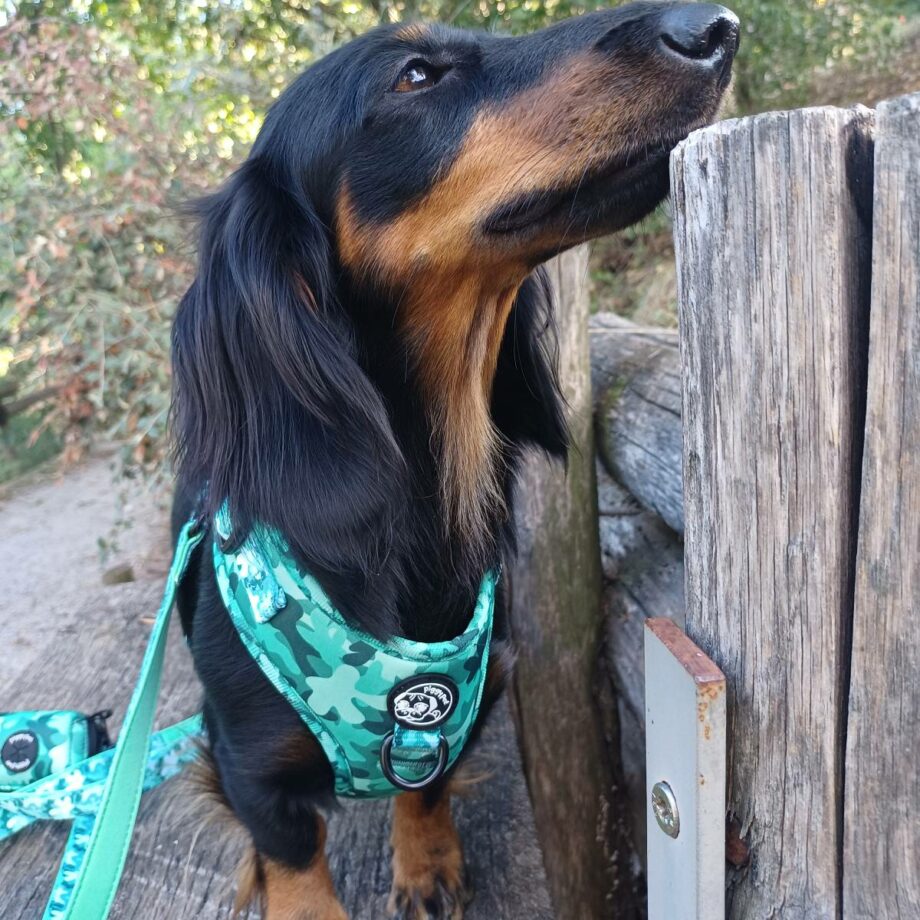 Pettorina ad H Regolabile Green Camo