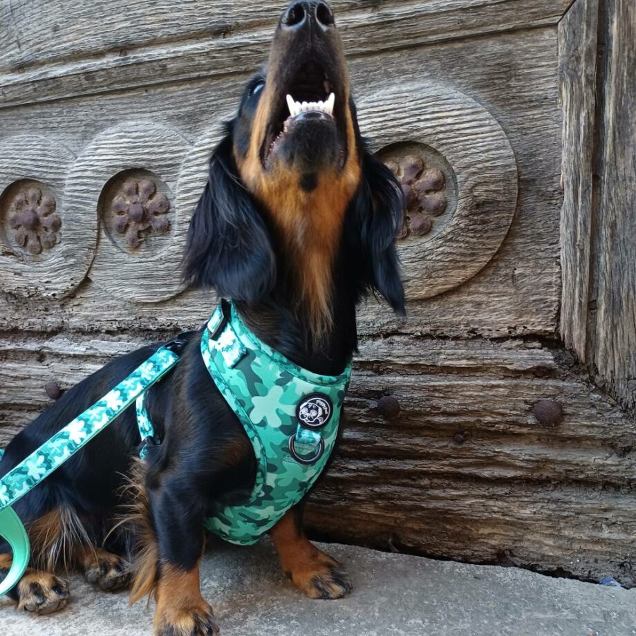 Pettorina ad H Regolabile Green Camo