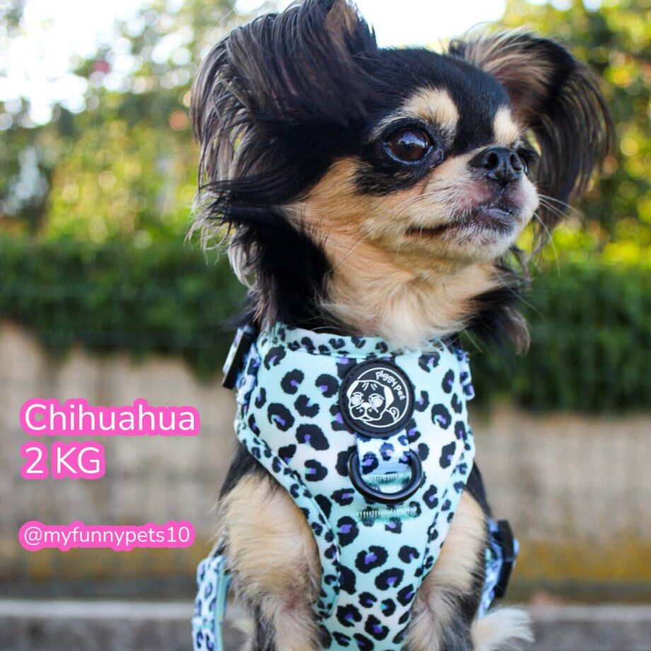 Pettorina ad H Regolabile Sky Leopard
