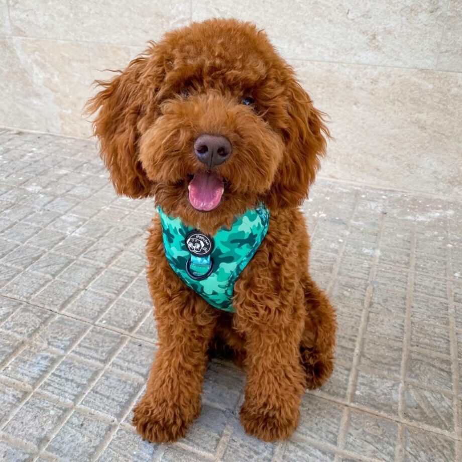 Pettorina ad H Regolabile Green Camo