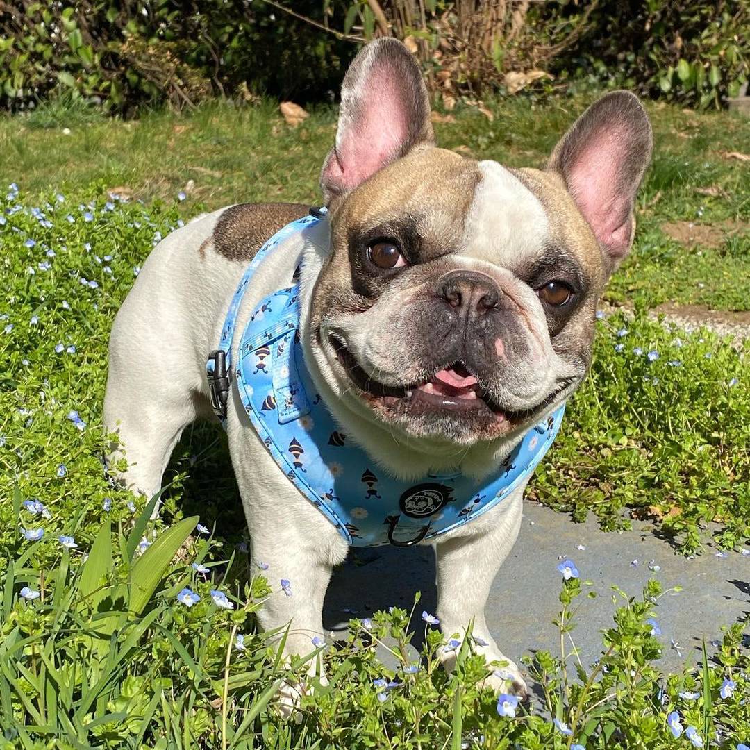 La Leishmaniosi del cane del cane, sintomi, cura e prevenzione Piggy Pet