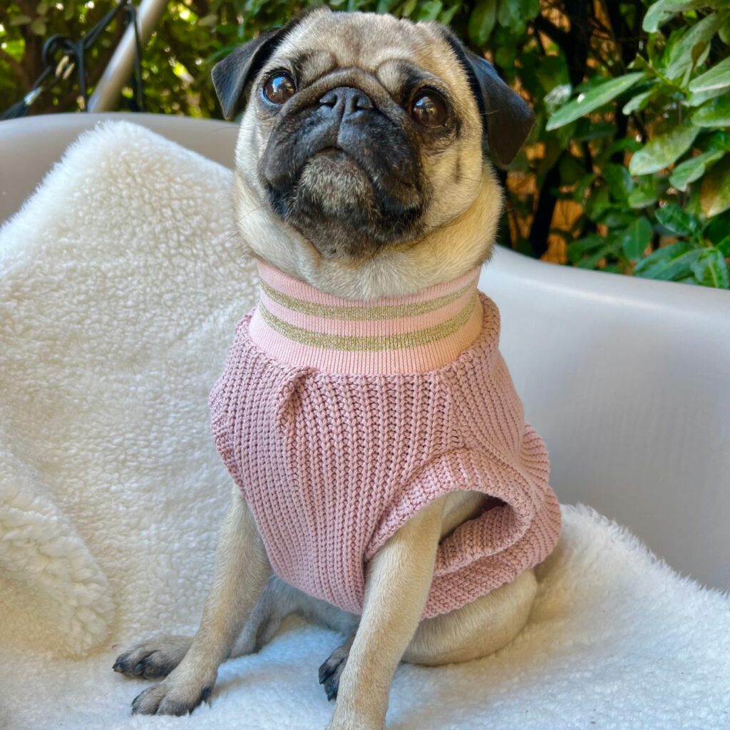 maglione in cotone per cani
