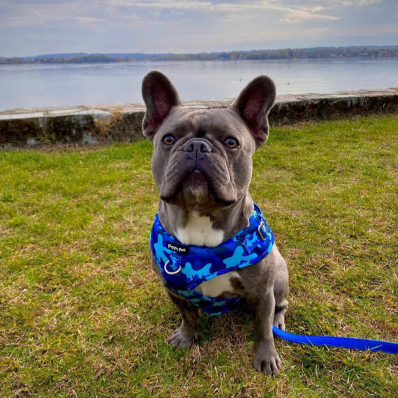 Set Pettorina ad H Regolabile e Guinzaglio Blue Camo