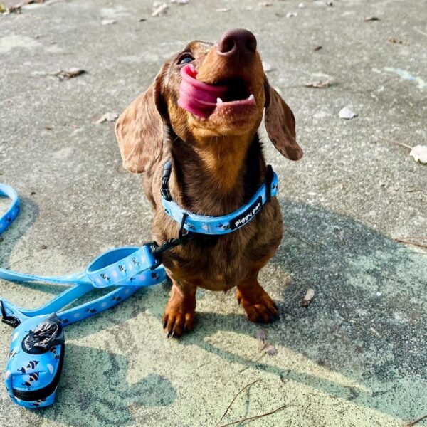 Guinzaglio Bee with Me Guinzaglio Bee with Me