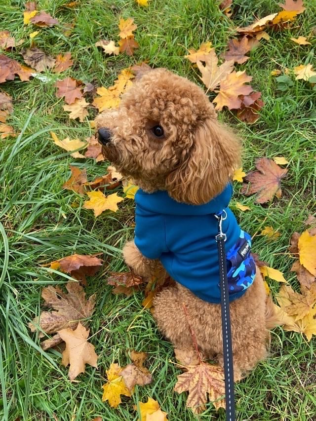 Blue Camo Sweatshirt