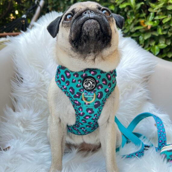 Guinzaglio Aqua Leopard