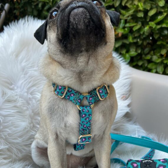 Guinzaglio Aqua Leopard