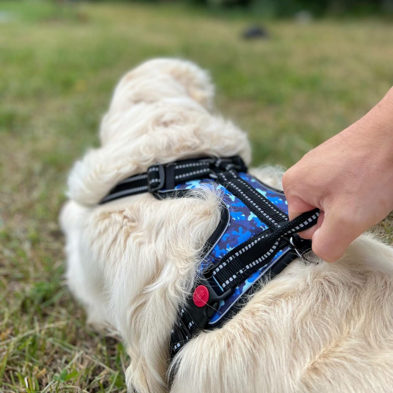 Walky Harness Pettorina di Sicurezza Per Cani Taglia L - Pettorina  Regolabile per Cani di Taglia Grande