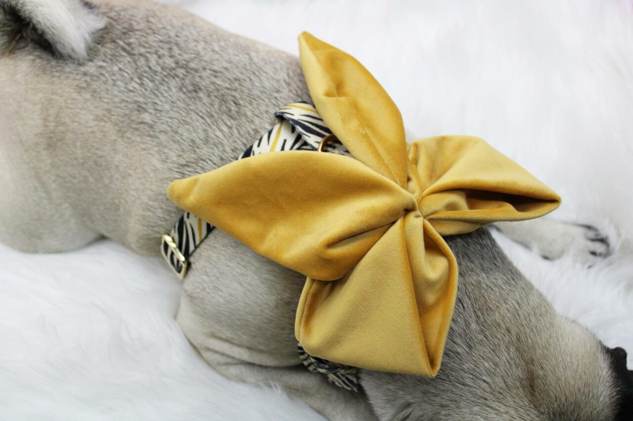 Golden Sailor Bow