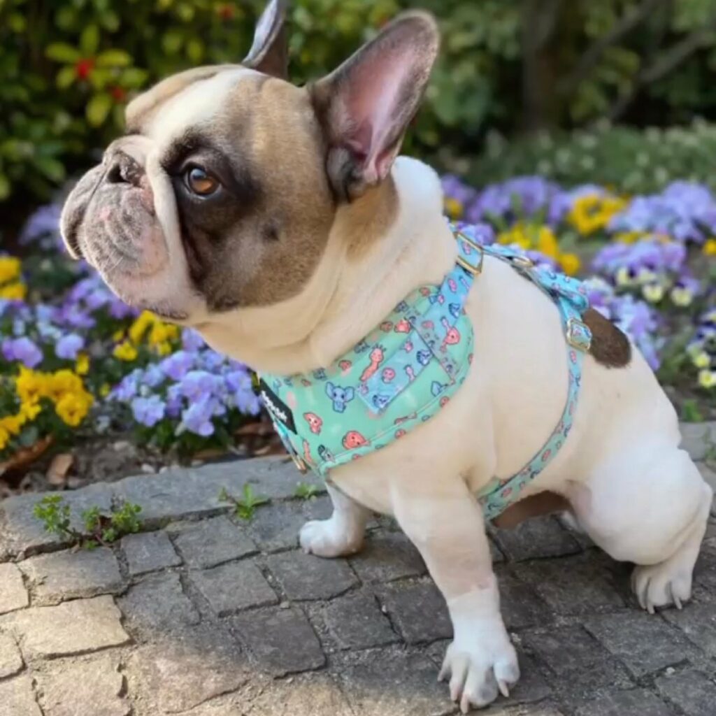 pettorina per bulldog francese