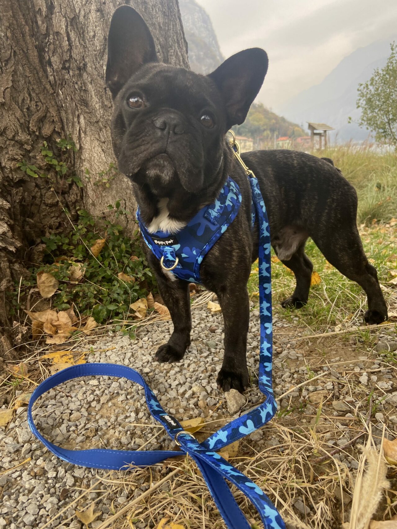 Set Pettorina ad H Regolabile, Guinzaglio e Porta Sacchetti Blue Camo