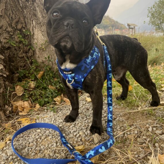 Set Pettorina ad H Regolabile e Guinzaglio Blue Camo