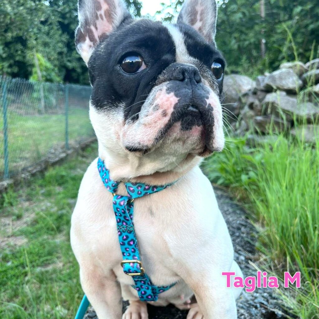 Pettorina e guinzaglio imbottiti per animali domestici Bulldog francese per  cani di taglia piccola e media pettorine riflettenti per cani mascotas  perros accessori - AliExpress