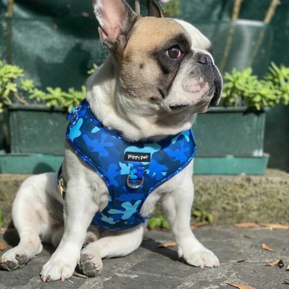Set Pettorina ad H Regolabile e Guinzaglio Blue Camo