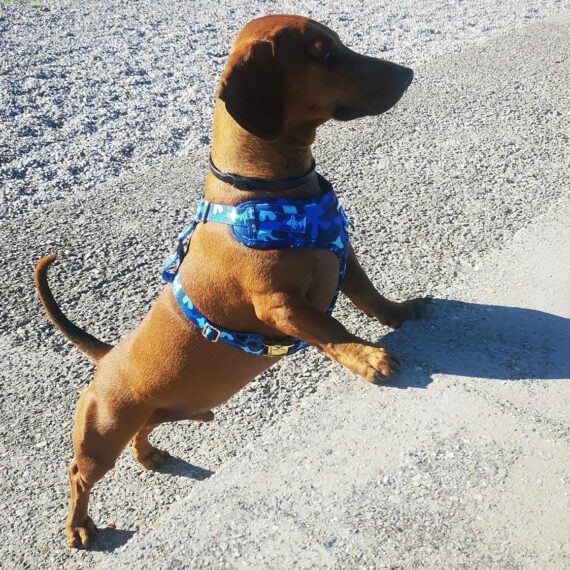 Set Pettorina ad H Regolabile e Guinzaglio Blue Camo