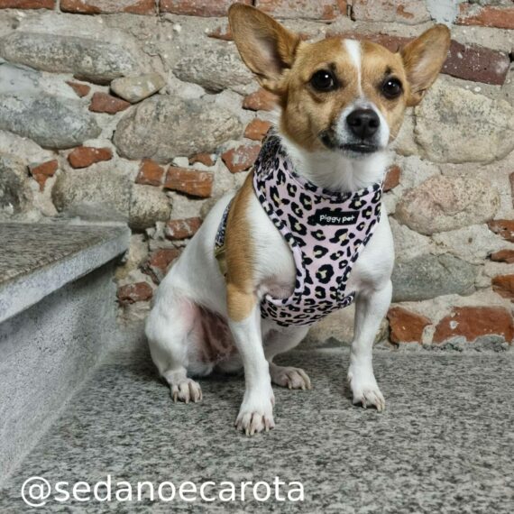 Set Pettorina ad H Regolabile e Guinzaglio Lux Leopard