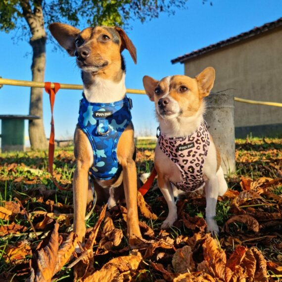 Set Pettorina ad H Regolabile e Guinzaglio Blue Camo