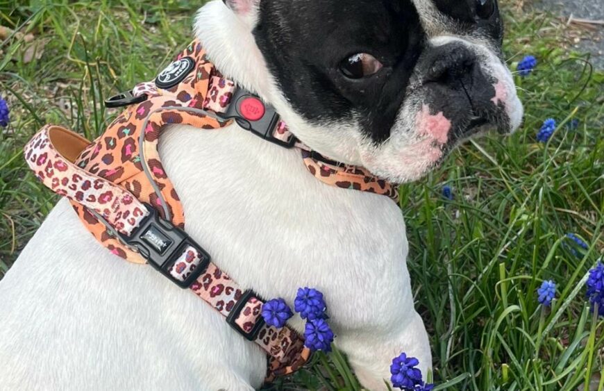 pettorina per cani che tirano