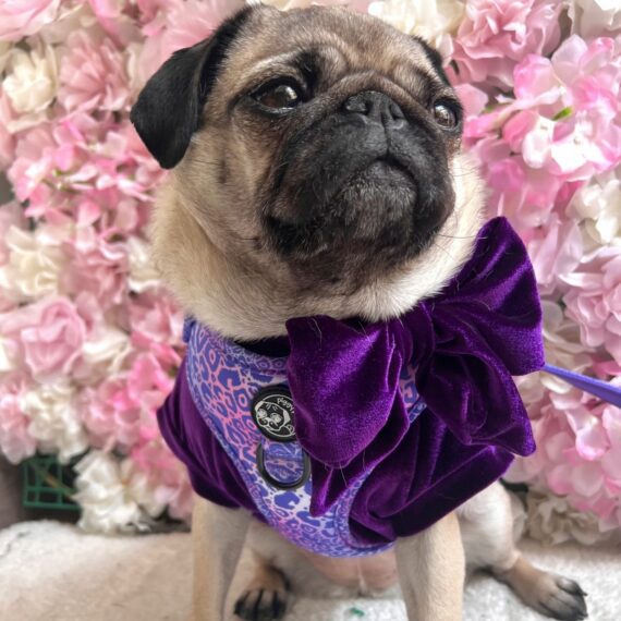 Piggy Pet Outfit - Violet