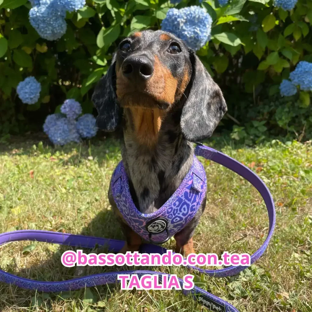 Violet Cheetah Adjustable H-breast Harness