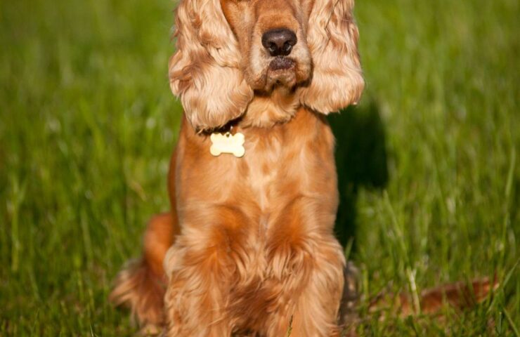 cocker spaniel