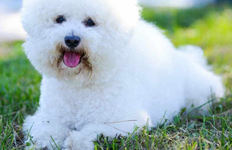 Bichon Frisé