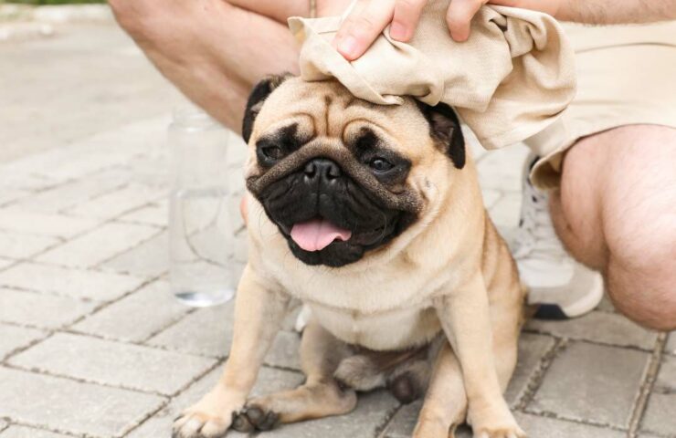 colpo di calore nel cane