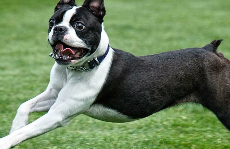 boston terrier