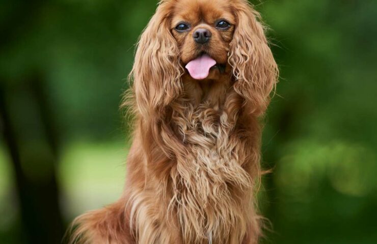 Cavalier King