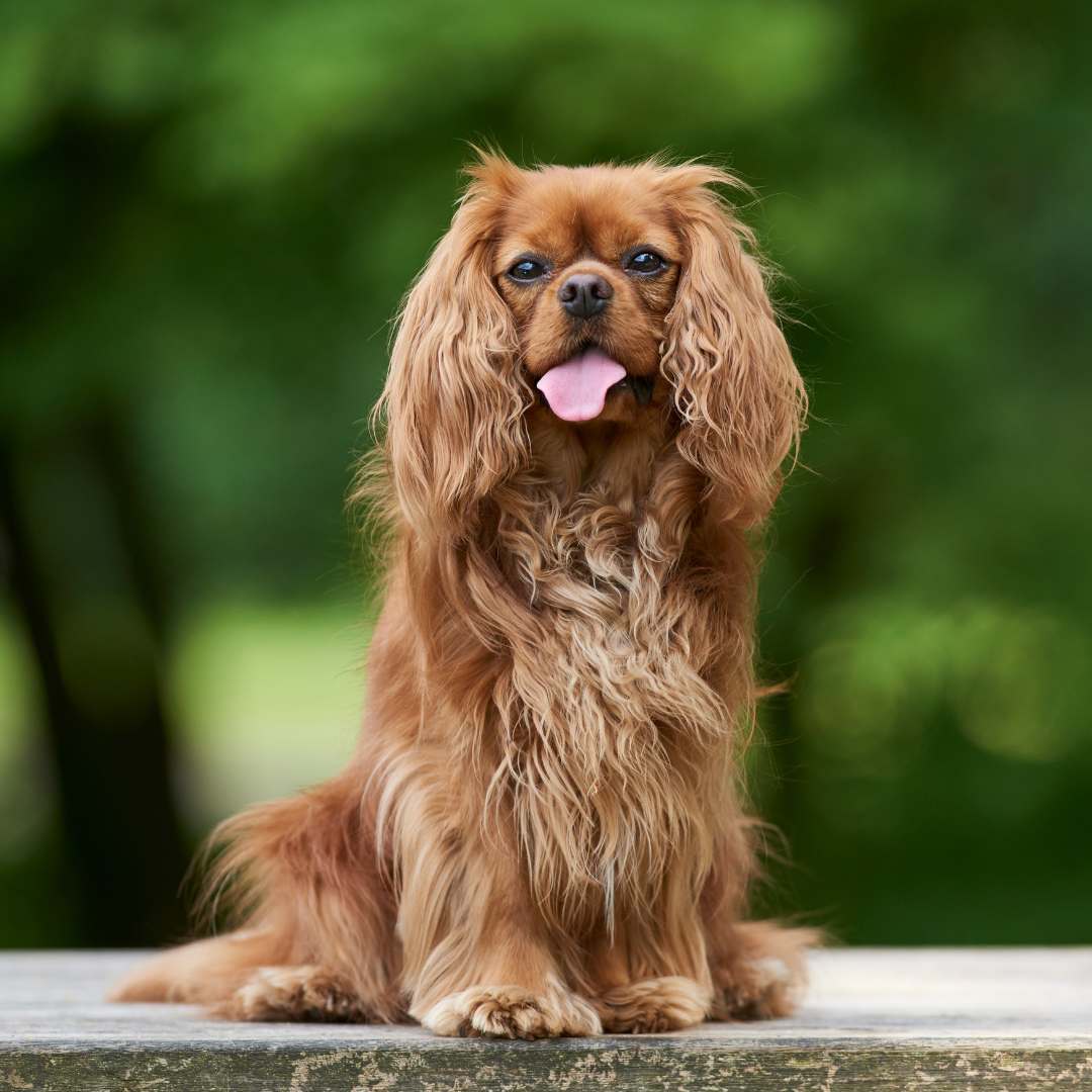 DALANE Orecchini Pendenti A Goccia Con Cane Cavalier King Charles Spaniel - Gioielli Acrilici Per Amanti Dei Cani, Ipoallergenici, Regalo Per Donne E Ragazze