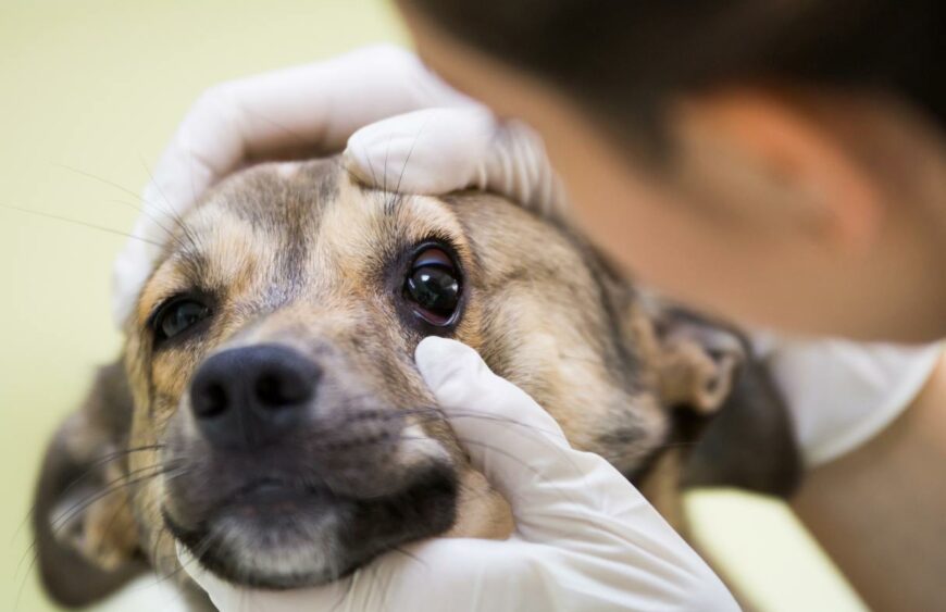 orzaiolo nel cane