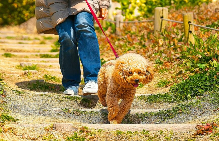 Gli accessori essenziali per il tuo cane, comfort e stile - Piggy Pet