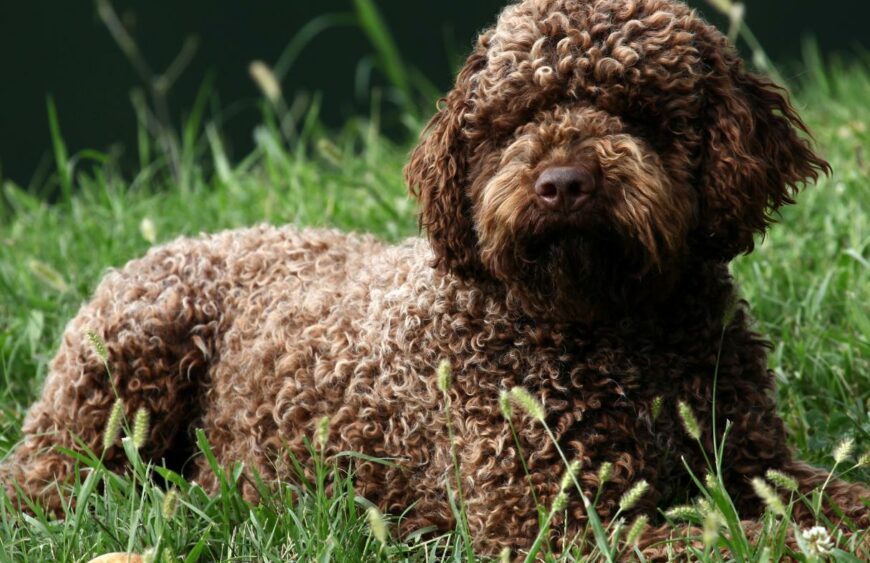 lagotto romagnolo