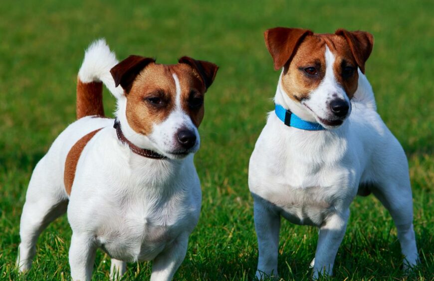 jack russell