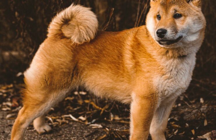 Shiba Inu