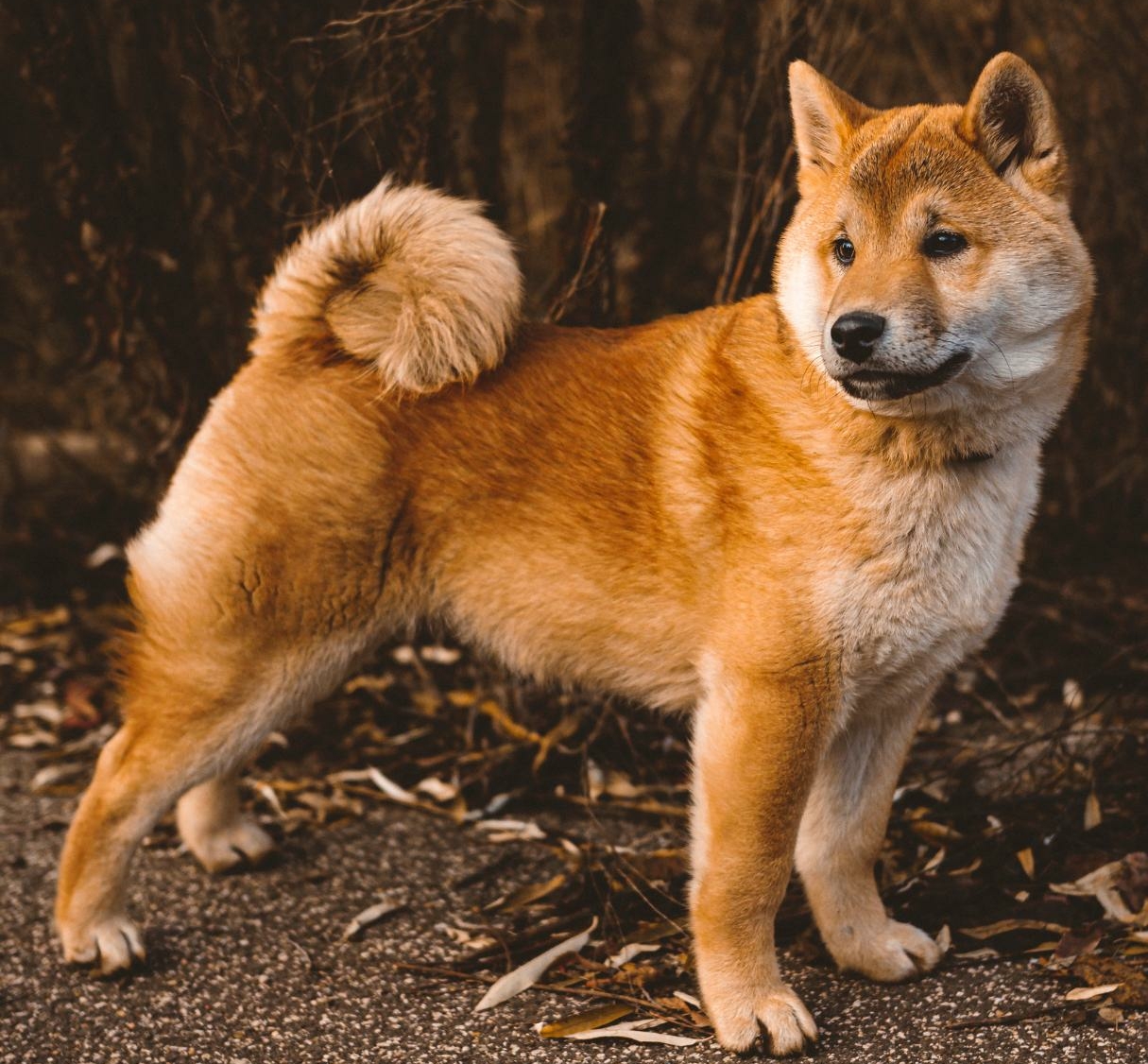 Lo Shiba Inu Un Affascinante Cane Giapponese Piggy Pet